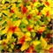 Мэджик Карпет (Spiraea japonica Magic Carpet) 3556