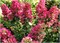 Мэджикал Везувио (Hydrangea paniculata Magical Vesuvio) 3560