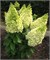 Мэджикал Килиманджаро (Hydrangea paniculata Magical Kilimanjaro) 3561