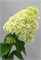 Мэджикал Кэндл (Hydrangea paniculata Magical Candle) 3563
