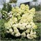 Мэджикал Лайм Спаркл (Hydrangea paniculata Magical Lime Sparkle) 3565