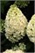 Мэджикал Маттерхорн (Hydrangea paniculata Magical Matterhorn) 3566