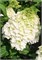 Мэджикал Мон Блан (Hydrangea paniculata Magical Mont Blanc) 3568