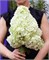 Мэджикал Мунлайт (Hydrangea paniculata Magical Moonlight) 3570