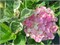 Мэджикал Парти Тайм (Hydrangea macrophylla Magical Party Time) 3571