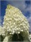 Мэджикал Свит Саммер (Hydrangea paniculata Magical Sweet Summer) 3572