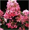 Мэджикал Файр (Hydrangea paniculata Magical Fire) 3577
