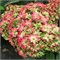 Мэджикал Фарфалла (Hydrangea macrophylla Magical Farfalla) 3579