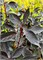 Найтфолл (Cornus alba Nightfall) 3582