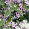 Нана Вариегата (Weigela Nana Variegata) 3598