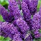 Нано Блю (Buddleja davidii Nanho Blue) 3607