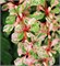 Наташа (Berberis thunbergii Natasza) 3608