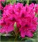 Нова Зембла (Rhododendron Nova Zembla) 3624