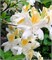 Ноферн Хай-Лайтс (Azalea prinophyllum Northern Hi-Lights) 3626