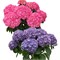 Нунки (Hydrangea macrophylla Nunki) 3627