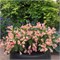 Олл Саммер Пич (Weigela All Summer Peach) 3638