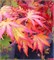 Орандж Дрим (Acer palmatum Orange Dream) 3639