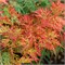 Оранжеола (Acer palmatum Orangeola) 3640