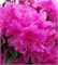 П. Джи. М. Элит (Rhododendron P.J.M Elite) 3643