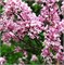 Палибин (Syringa meyeri Palibin) 3644