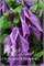 Память Сердца (Clematis Pamiat Serdtsa) 3646