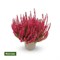 Патриция (Calluna vulgaris Patricia) 3652