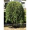 Пендула (Salix integra Pendula) 3659