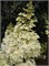 Петит Лантерн (Hydrangea paniculata Petite Lantern) 3664