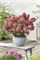 Петит Стар (Hydrangea paniculata Petite Star) 3666