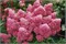 Петит Флори (Hydrangea paniculata Petite Flori) 3669