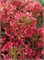 Петит Черри (Hydrangea paniculata Petite Cherry) 3670