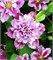 Пиилу (Clematis Piilu) 3672