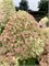 Пиксио (Hydrangea paniculata Pixio) 3677