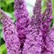 Пинк Делайт (Buddleja davidii Pink Delight) 3681
