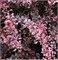 Пинк Куин (Berberis thunbergii Pink Queen) 3684