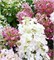 Пинк Леди (Hydrangea paniculata Pink Lady) 3685