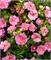 Пинк Парадайз (Potentilla fruticosa Pink Paradise) 3686