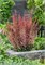 Пинк Пиллар (Berberis thunbergii Pink Pillar) 3687