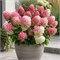 Пинк энд Роуз , Living® (Европа) (Hydrangea paniculata Pink & Rose) 3692