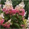 Пинки Винки (Hydrangea paniculata Pinky Winky) 3694