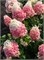 Пинки Промисс , Living® (Европа) (Hydrangea paniculata Pinky Promise) 3695