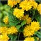 Пленифлора (Kerria japonica Pleniflora) 3700