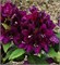 Полярная ночь (Rhododendron Polarnacht) 3702