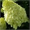 Полярный Медведь (Hydrangea paniculata Polar Bear) 3704