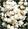 Прайд оф Рочестер (Deutzia scabra Pride of Rochester) 3707