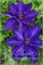 Президент (Clematis The President) 3708