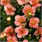 Претти Полли (Potentilla fruticosa Pretty Polly) 3709