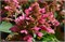 Прим Рэд (Hydrangea paniculata Prim Red) 3710