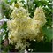 Примроуз (Syringa vulgaris Primrose) 3712