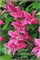 Принцесса Диана (Clematis Princess Diana) 3714